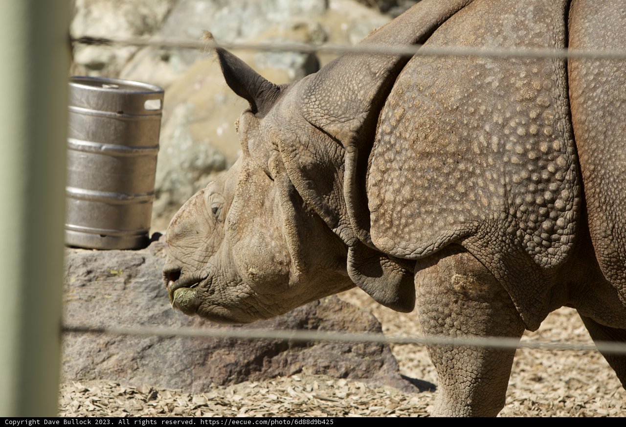 Rhino Hydration at the SF Zoo