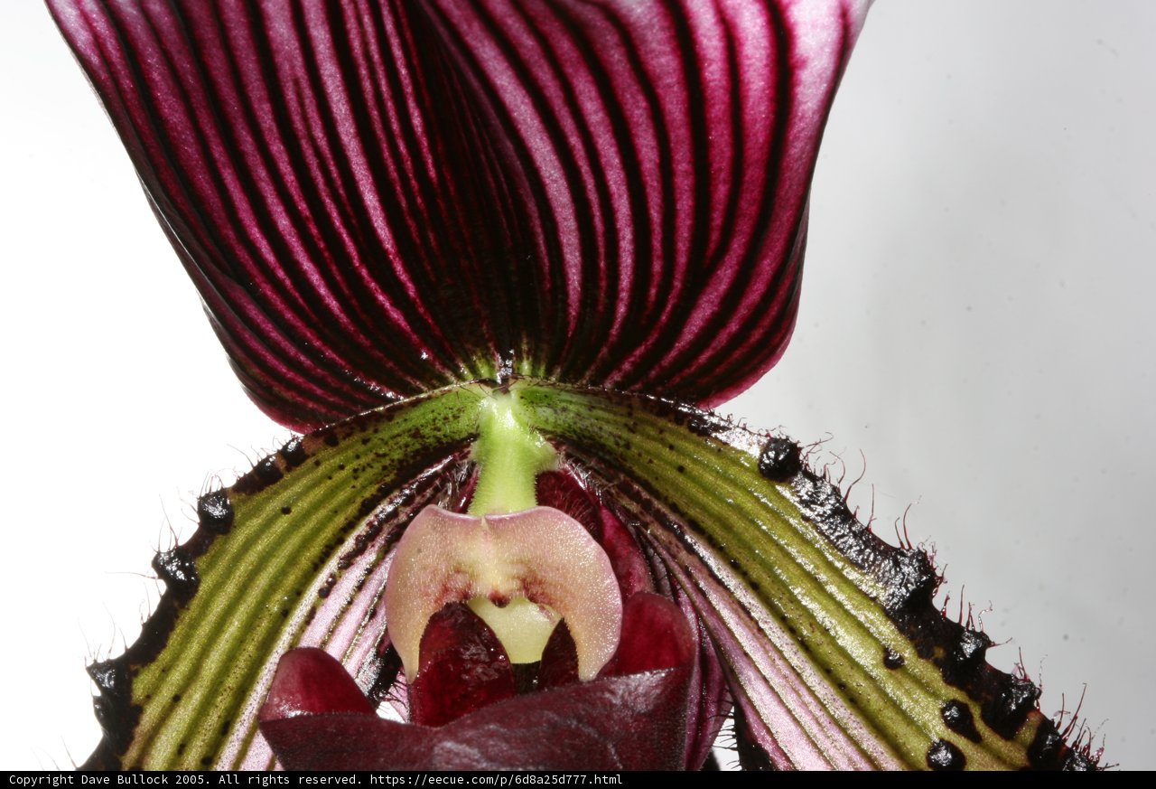 Vibrant Orchid in Close-up