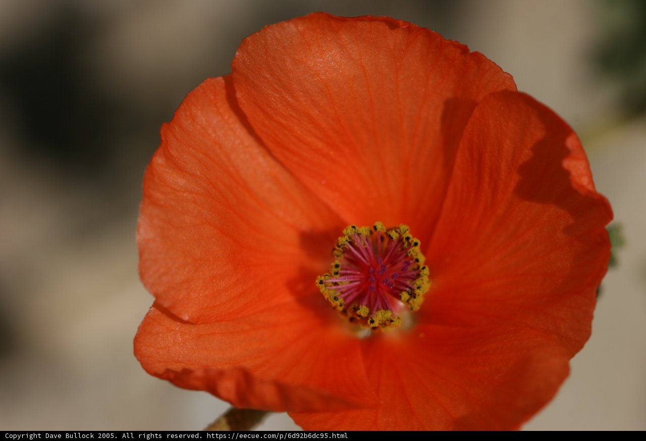 Orange Beauty