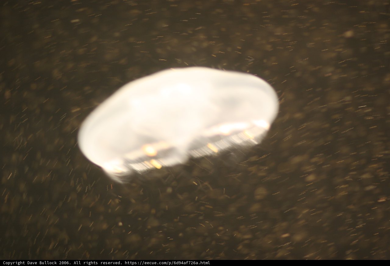 Ethereal Jellyfish