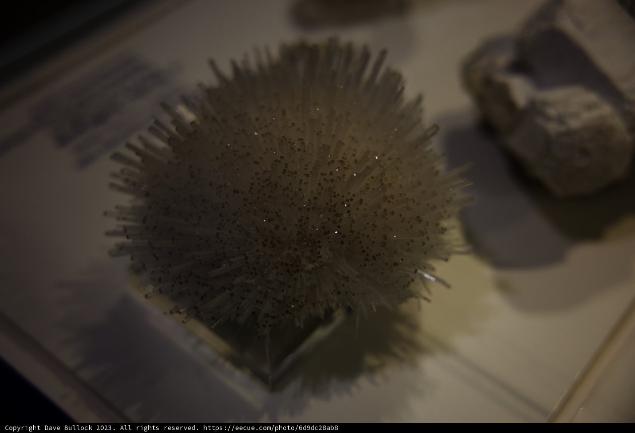 Enigmatic White Coral Exhibit