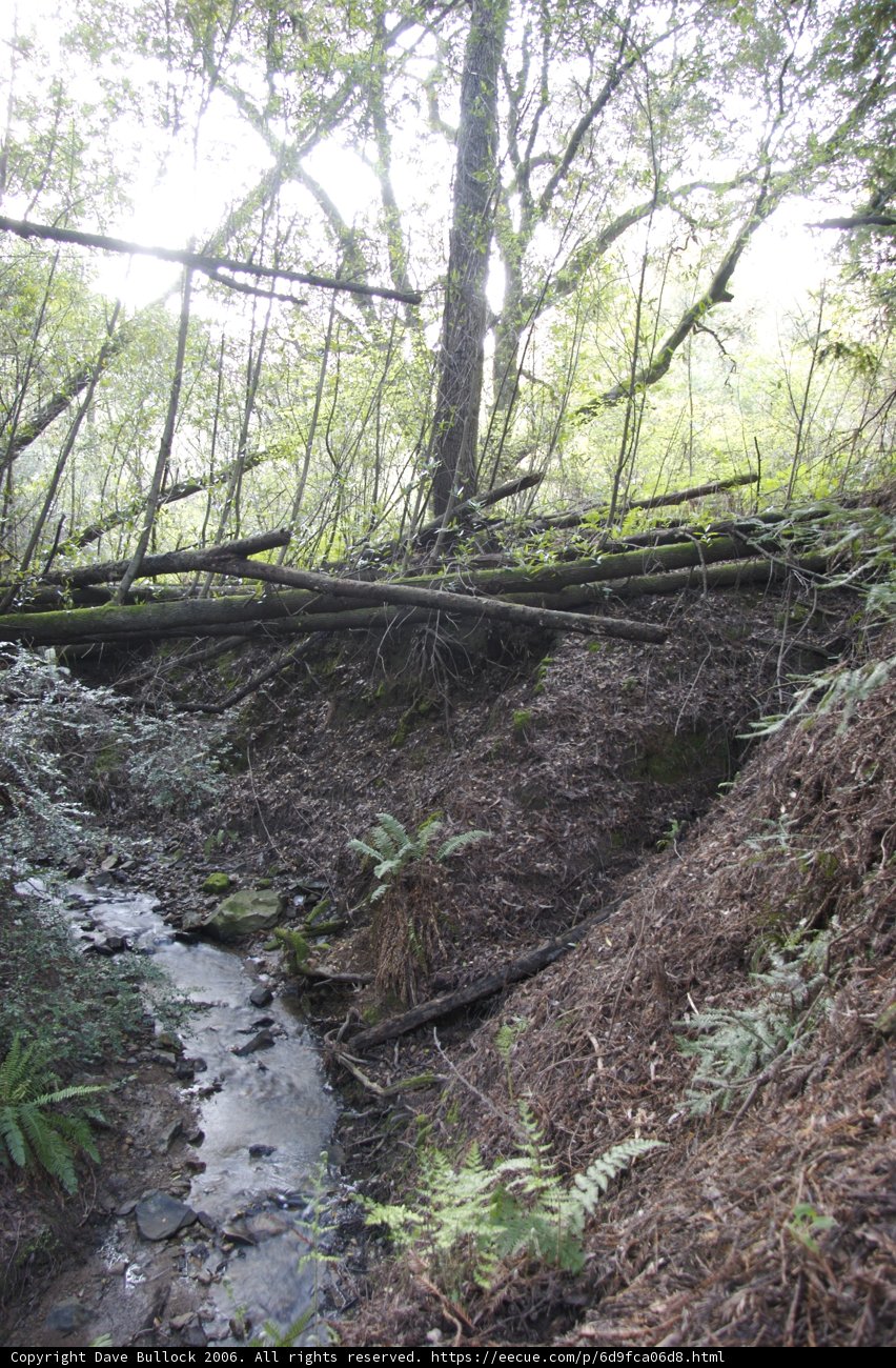 Serenity of the Forest Stream