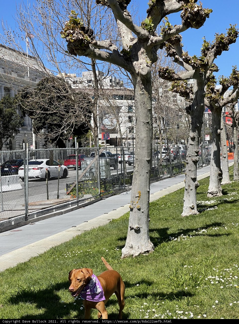 A Canine's Stroll in the City