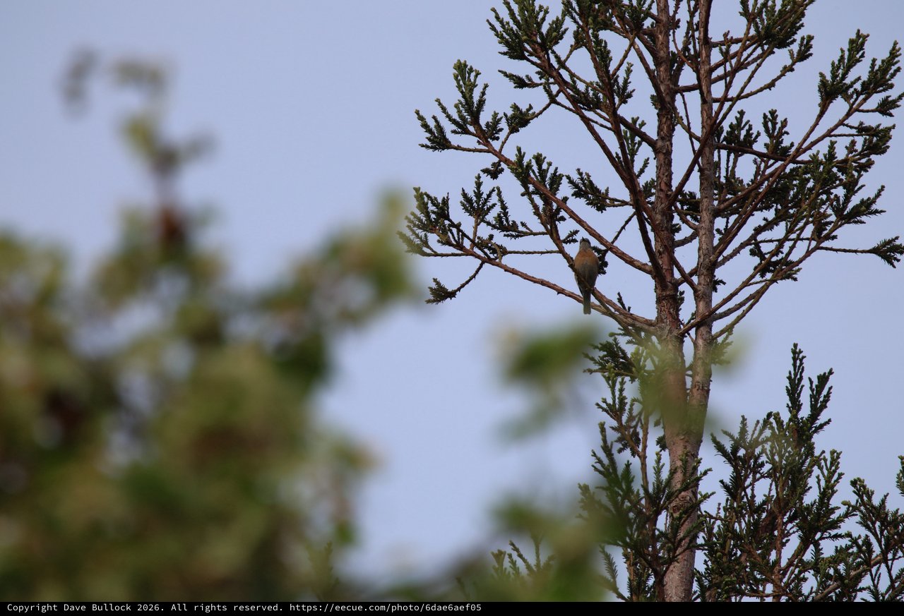 Small Bird Perched on Conifer Branch at Dusk