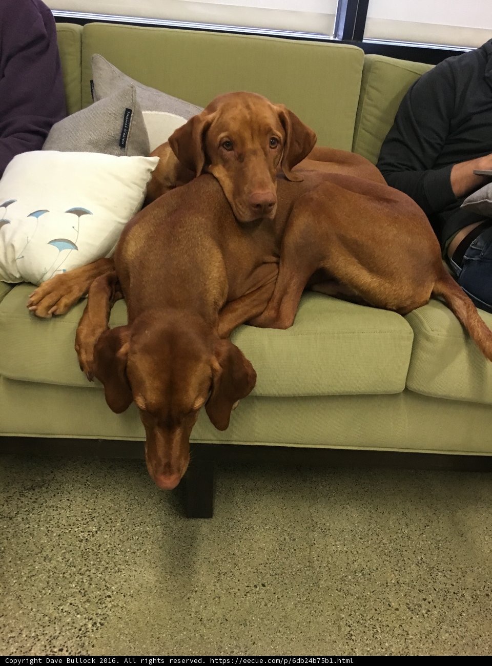 Two Canine Companions Cuddle Up on Couch