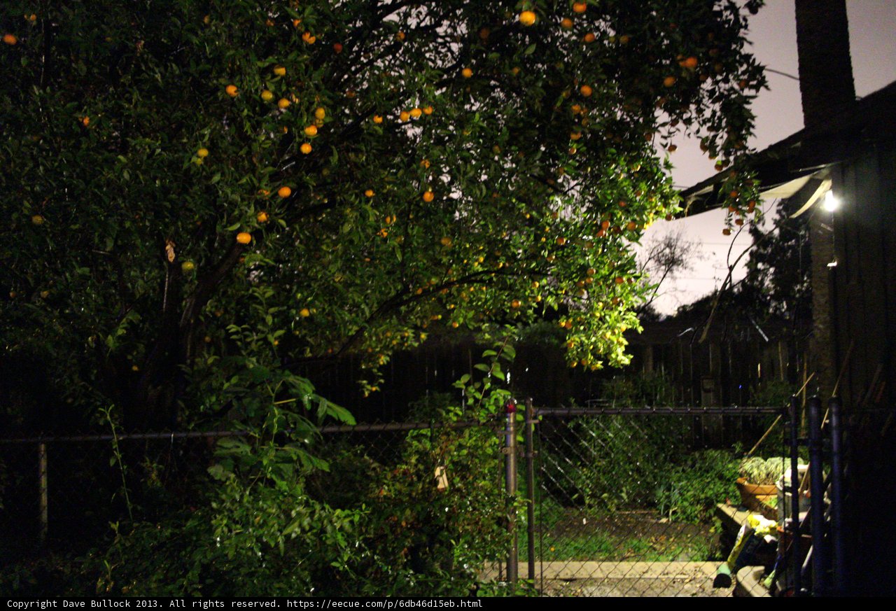 Oranges in the Garden