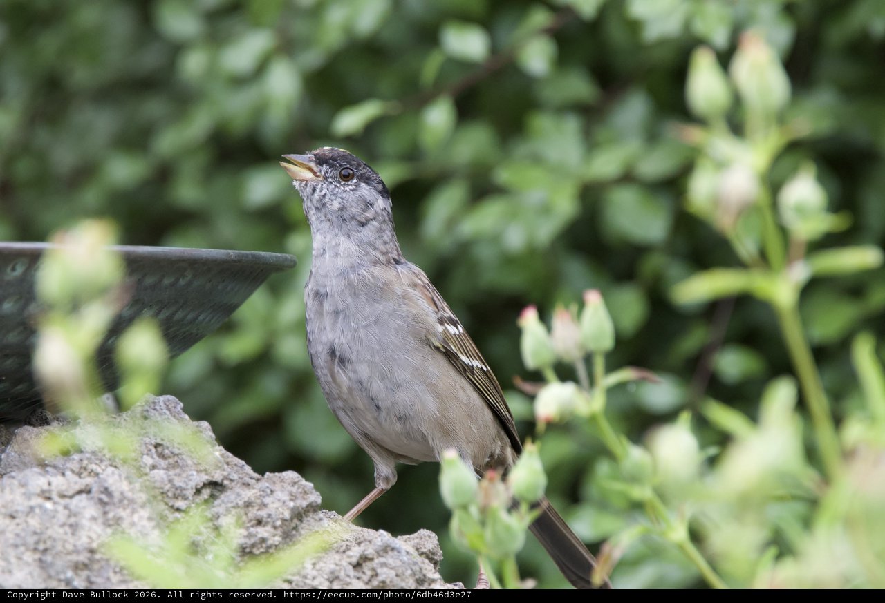 Gray Catbird Perched at Garden Birdbath