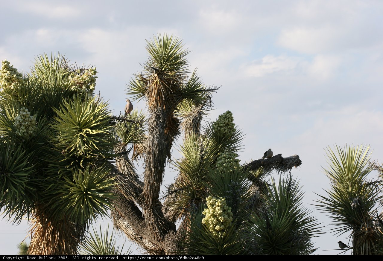 Birds on a Joshua Tree