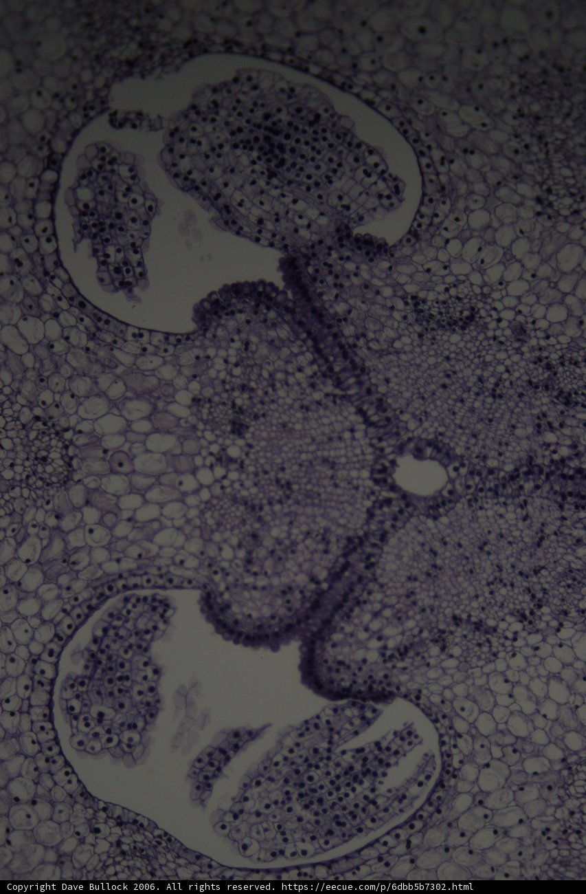 Cell with a Hole