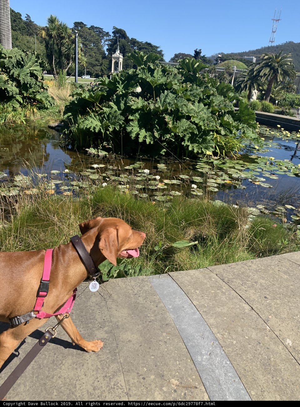 Serene Stroll near the Pond