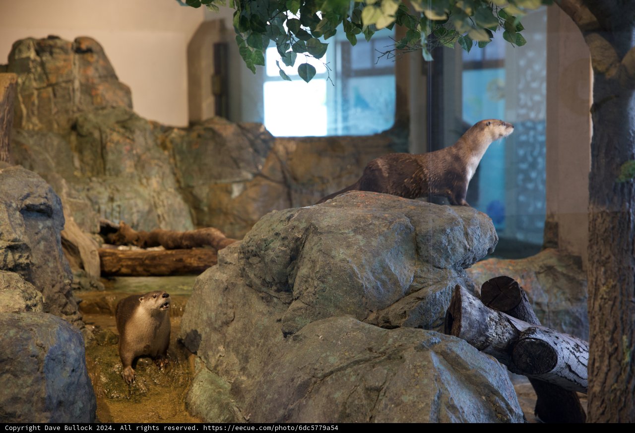 The Unseen Wilderness of the Acquarium