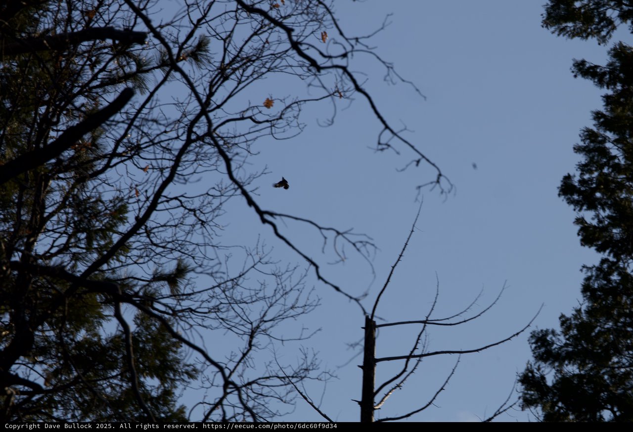 Butterfly in Flight Among Bare Winter Branches