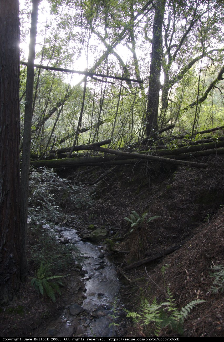 Serene Creek in the Heart of the Forest