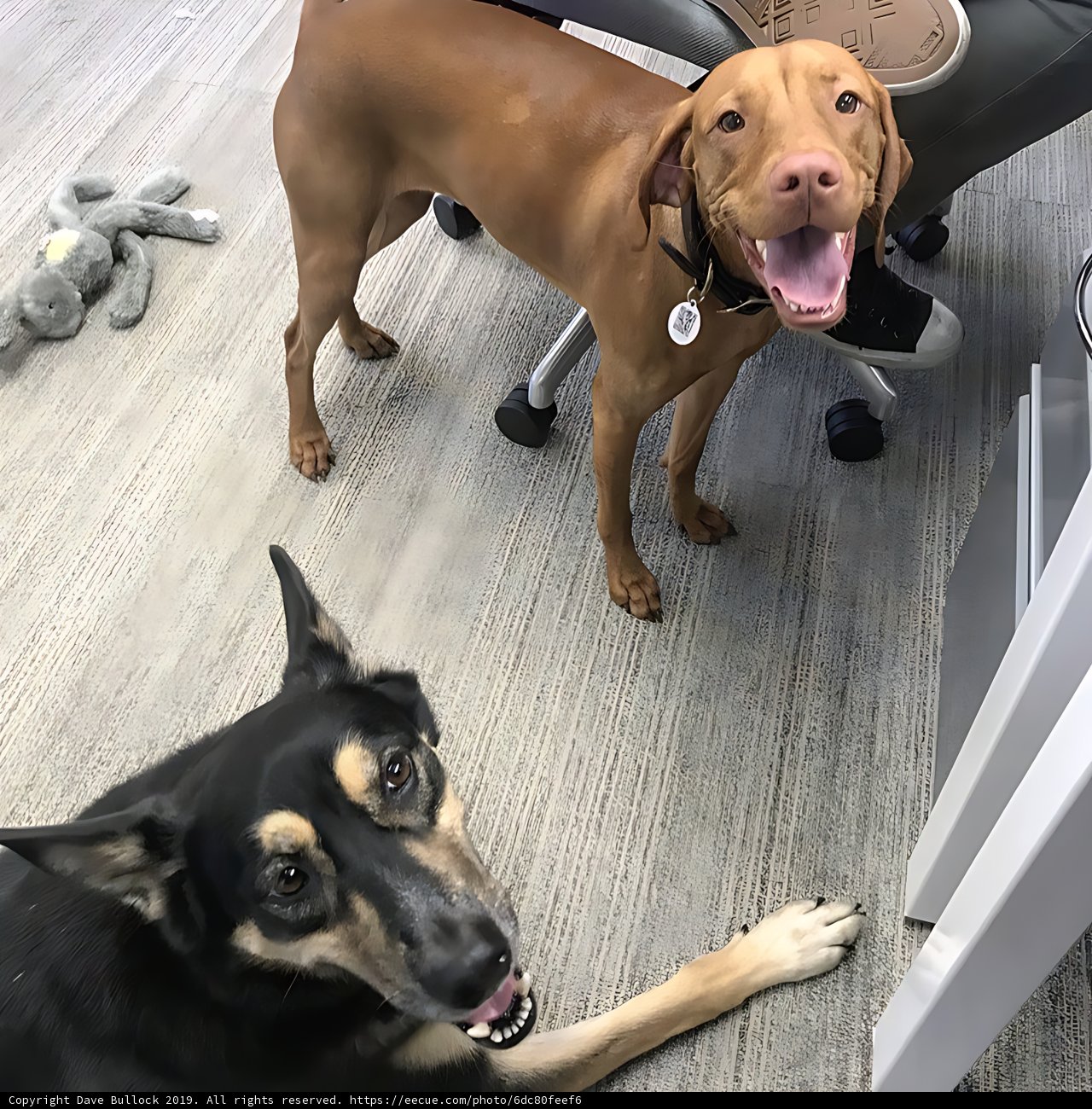 Desk Dwellers
