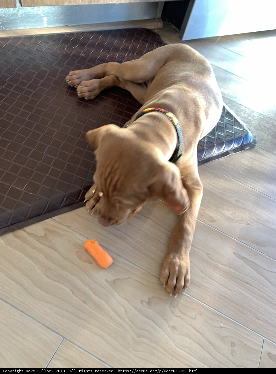 Relaxing on Hardwood Floors