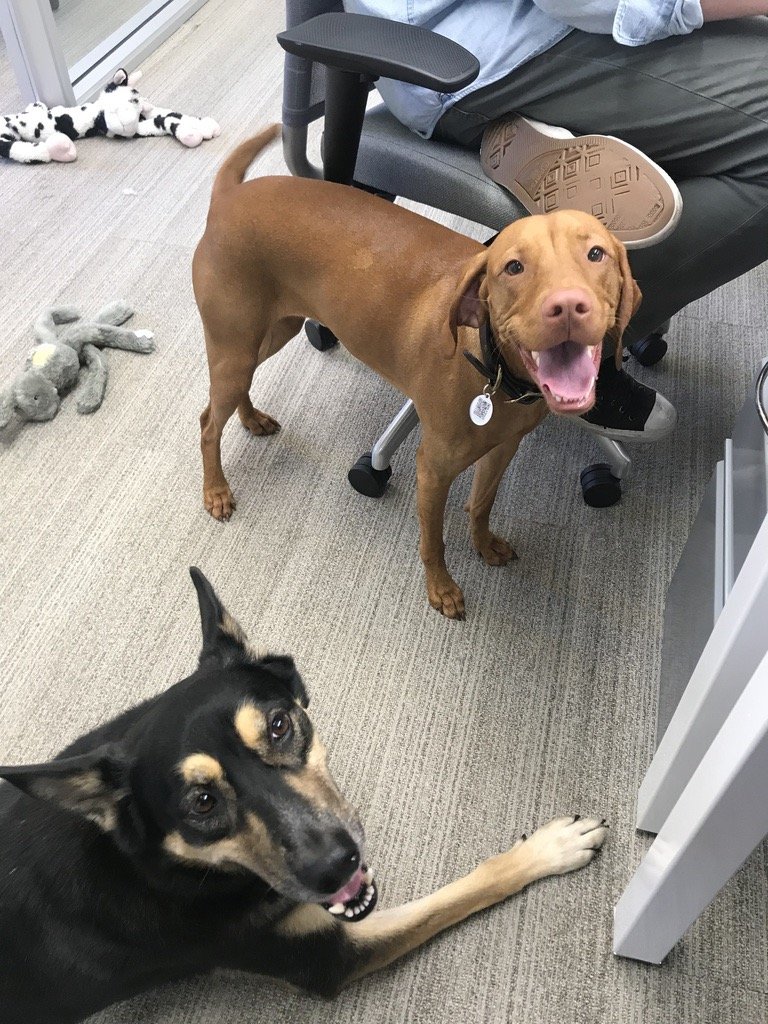 Canine Companions