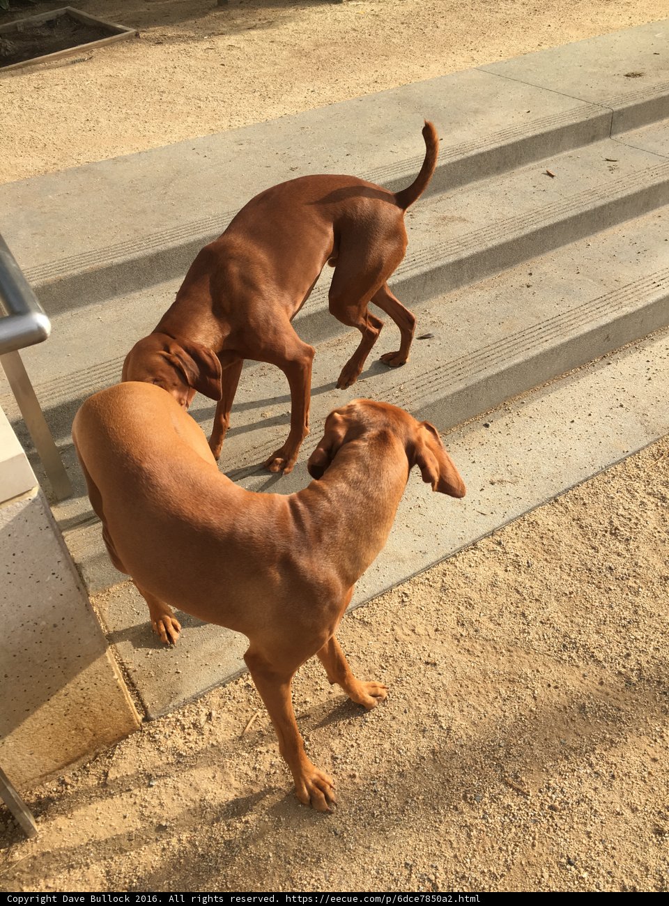 Playtime on the Steps
