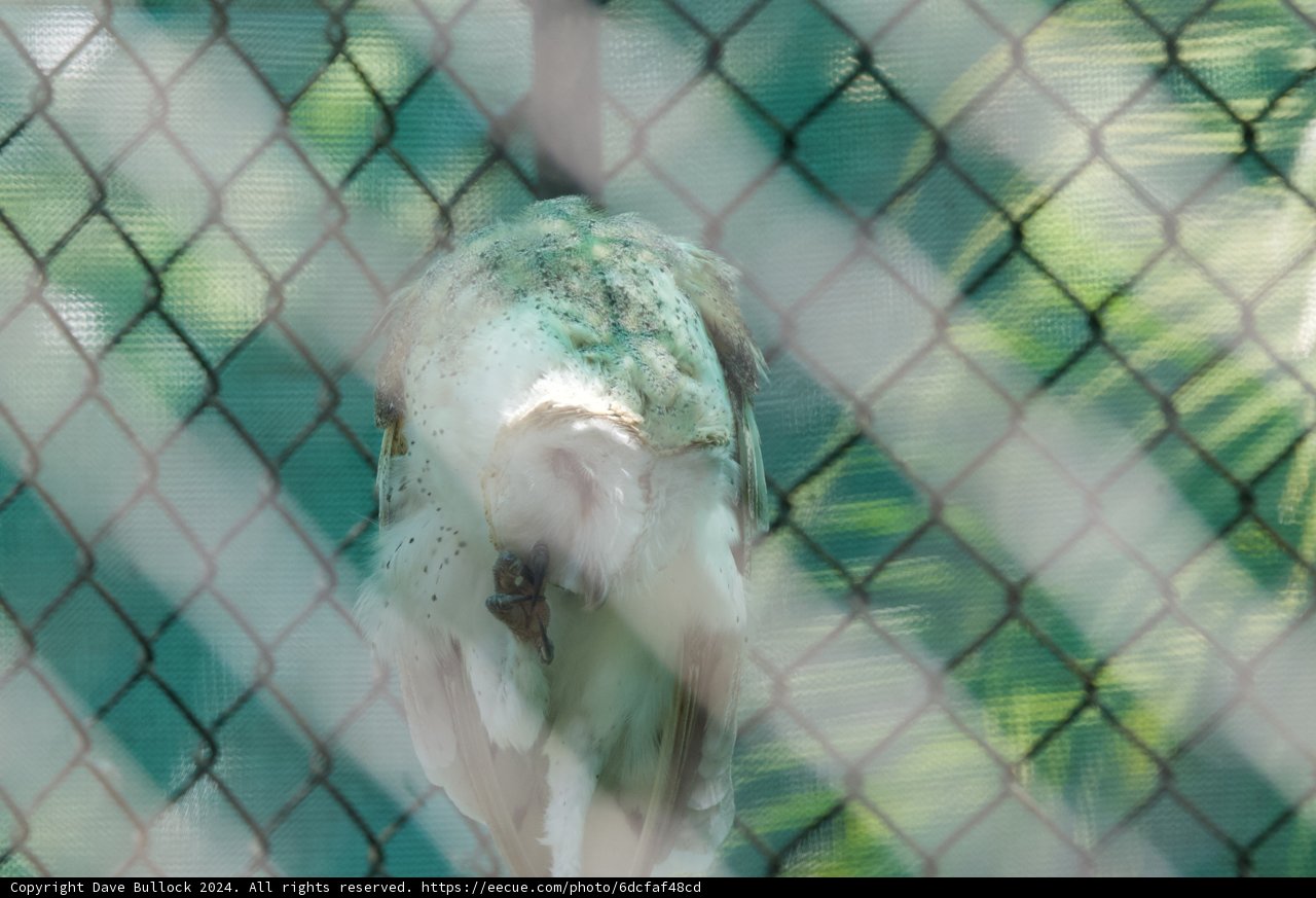 Captive Reflections at Honolulu Zoo