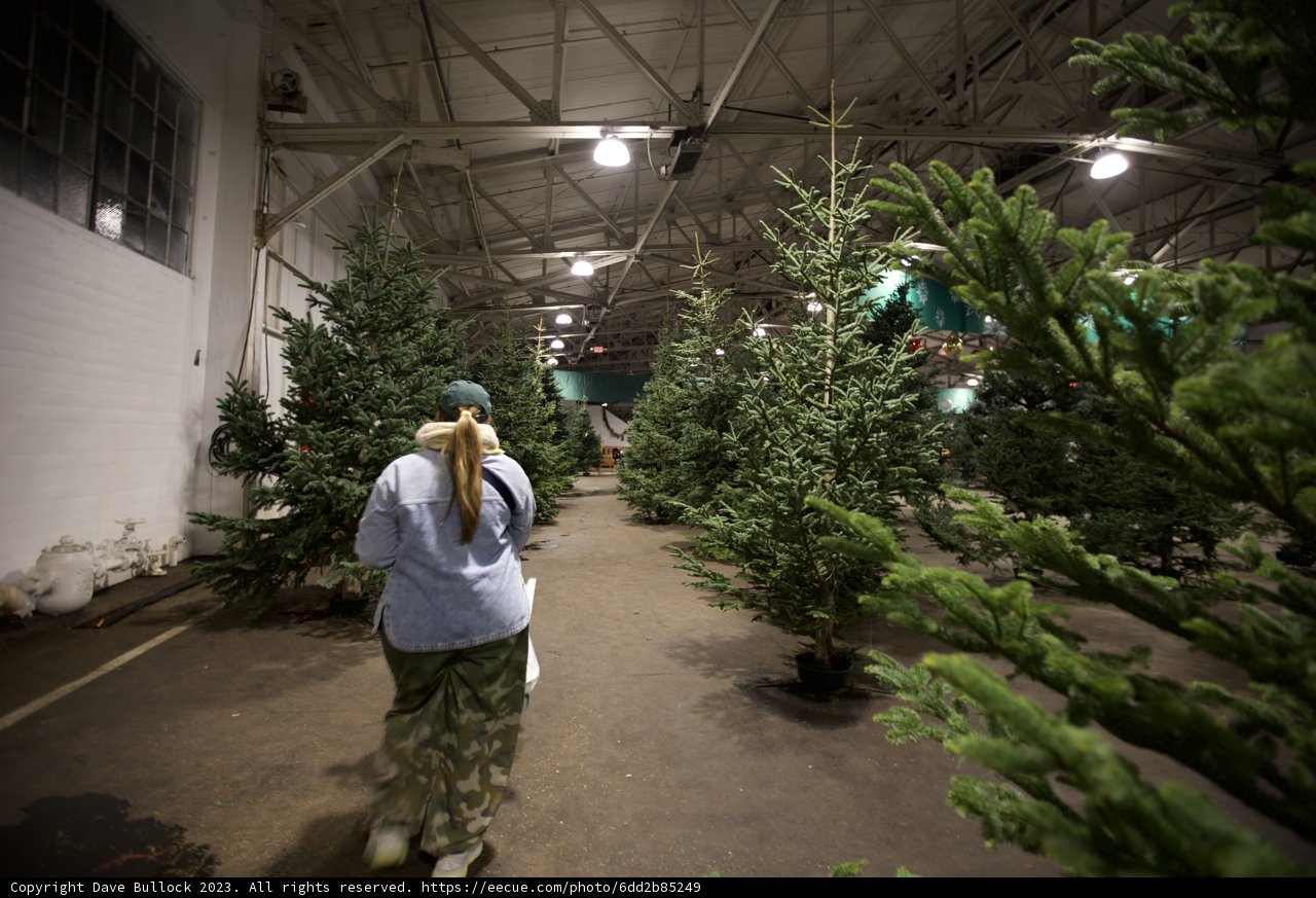 Majestic Christmas Tree Farm Walk