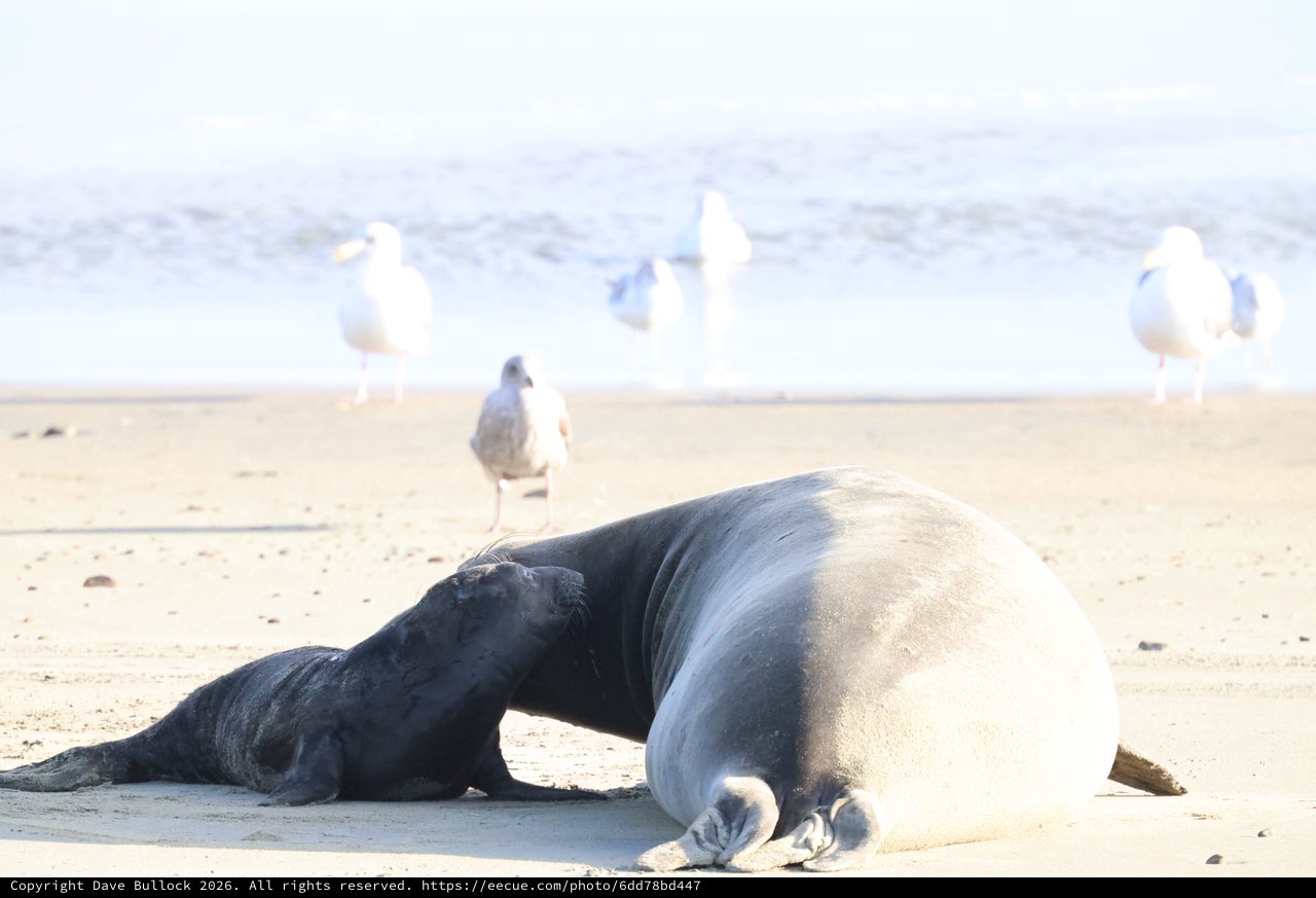 Elephant Seal Mother and Pup on Beach with Seagulls
