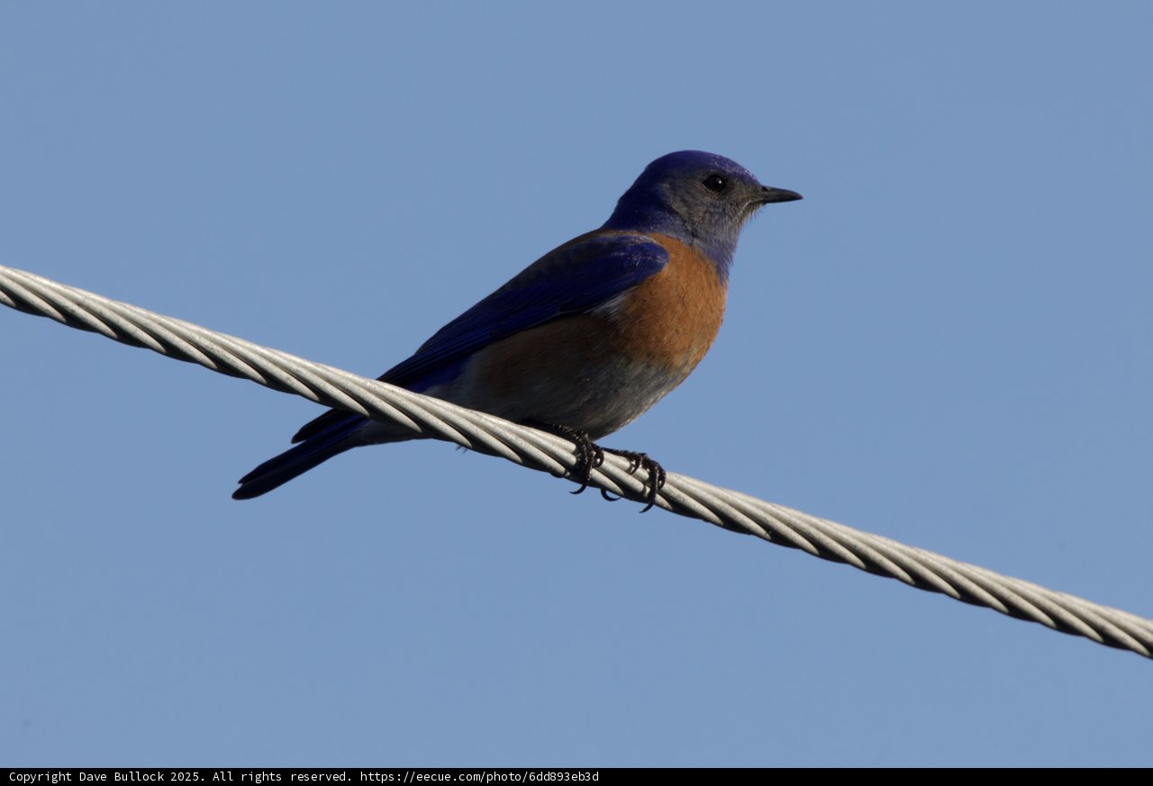 Perched Beauty: The Vibrant Bluebird