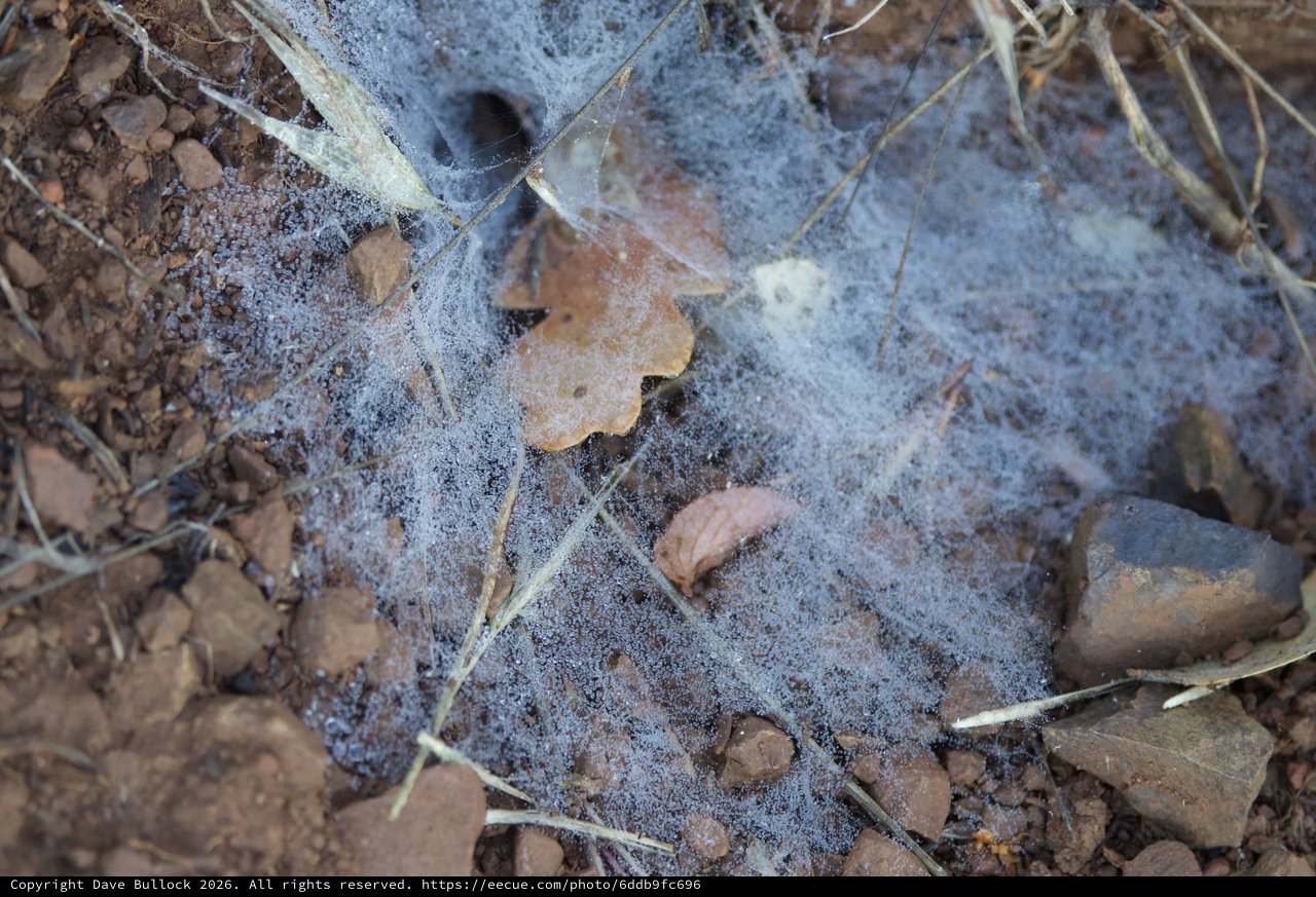 Gossamer Webs Draped Over Desert Forest Floor