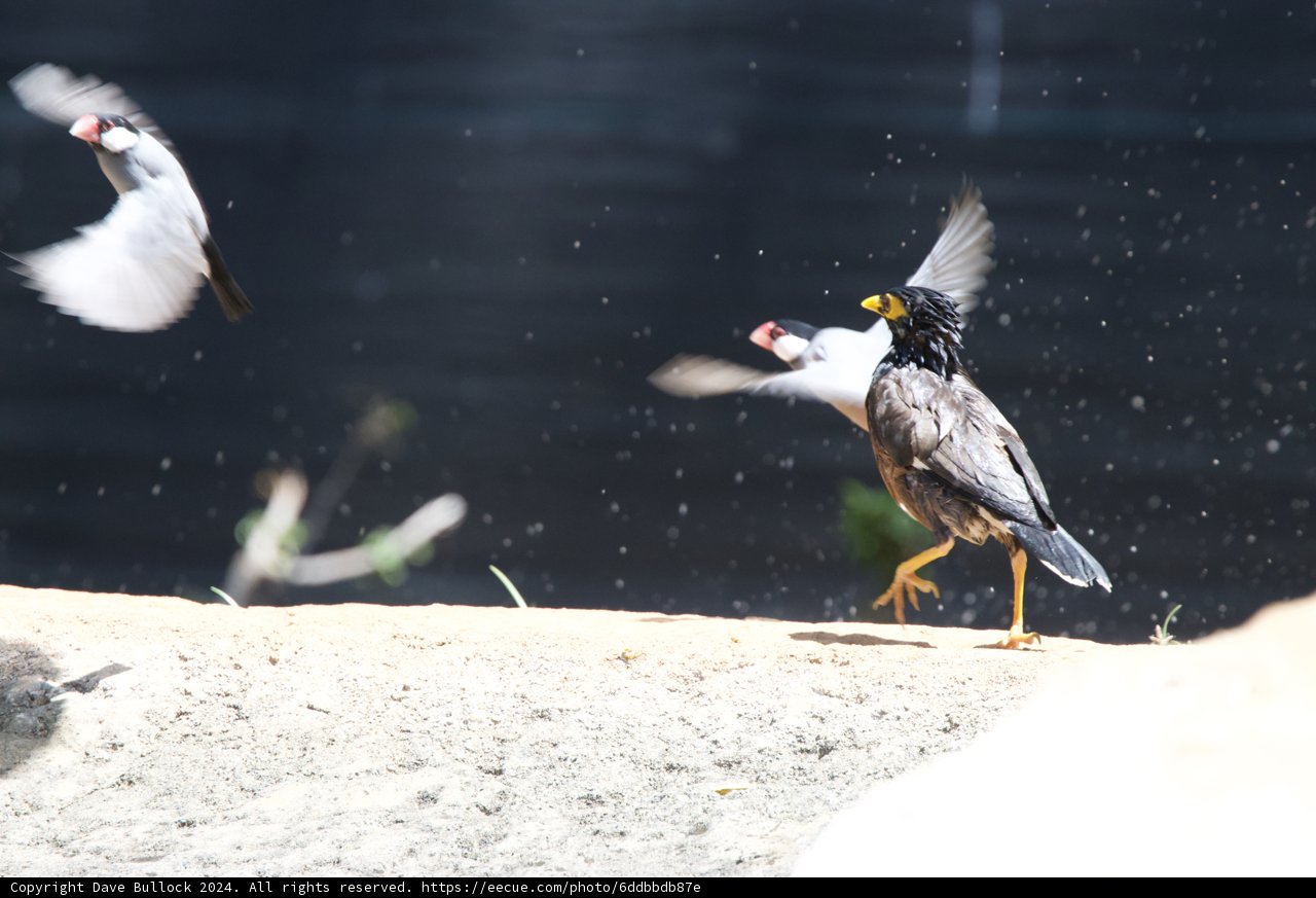 Dynamic Avian Ballet at Honolulu Zoo