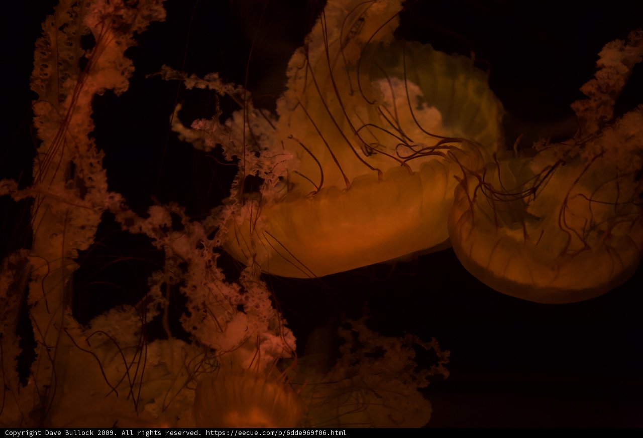 Enchanted Encounter with a Jellyfish