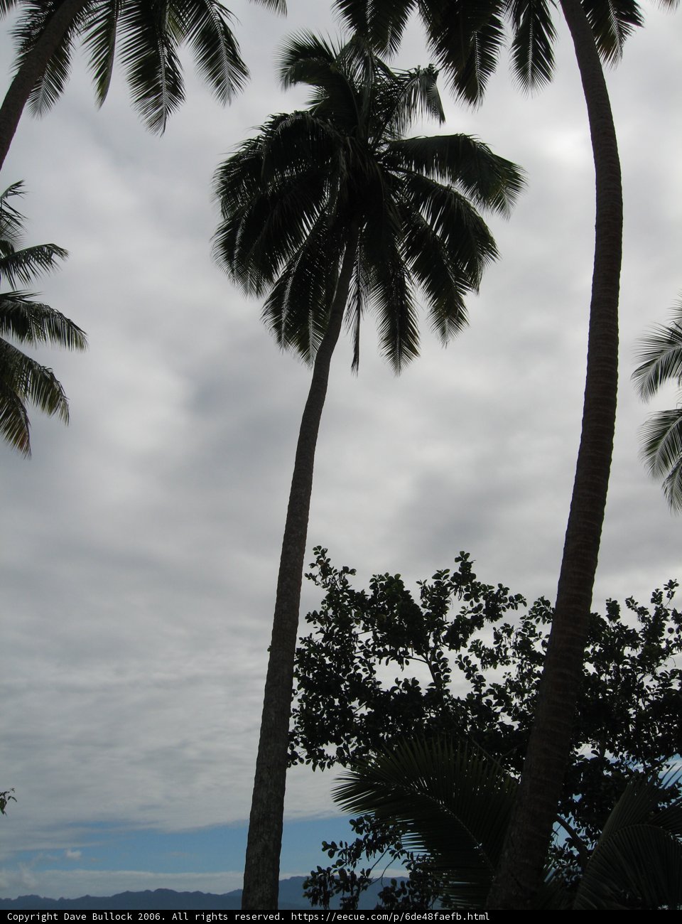 Tropical Paradise