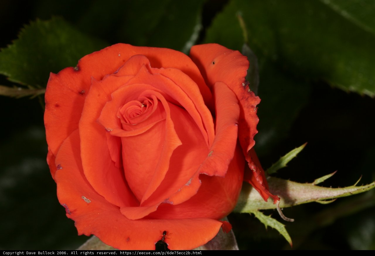 Vibrant Orange Rose