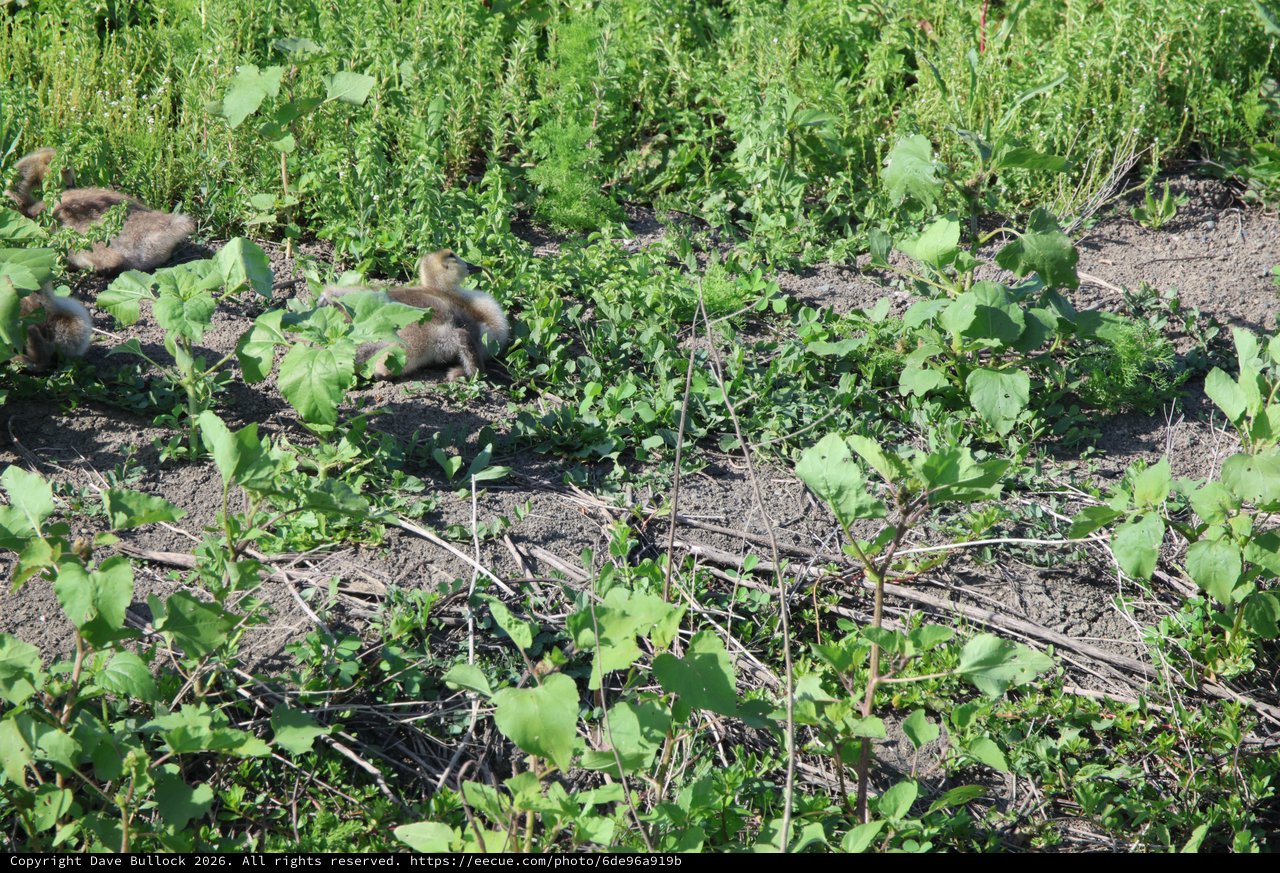 Ground Squirrels Foraging in Agricultural Field at Yolo Bypass