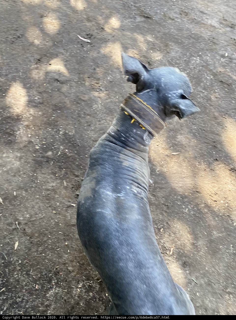 Gray Dog in Xochimilco