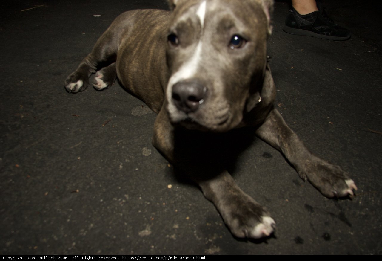 Lazy Pit Bull