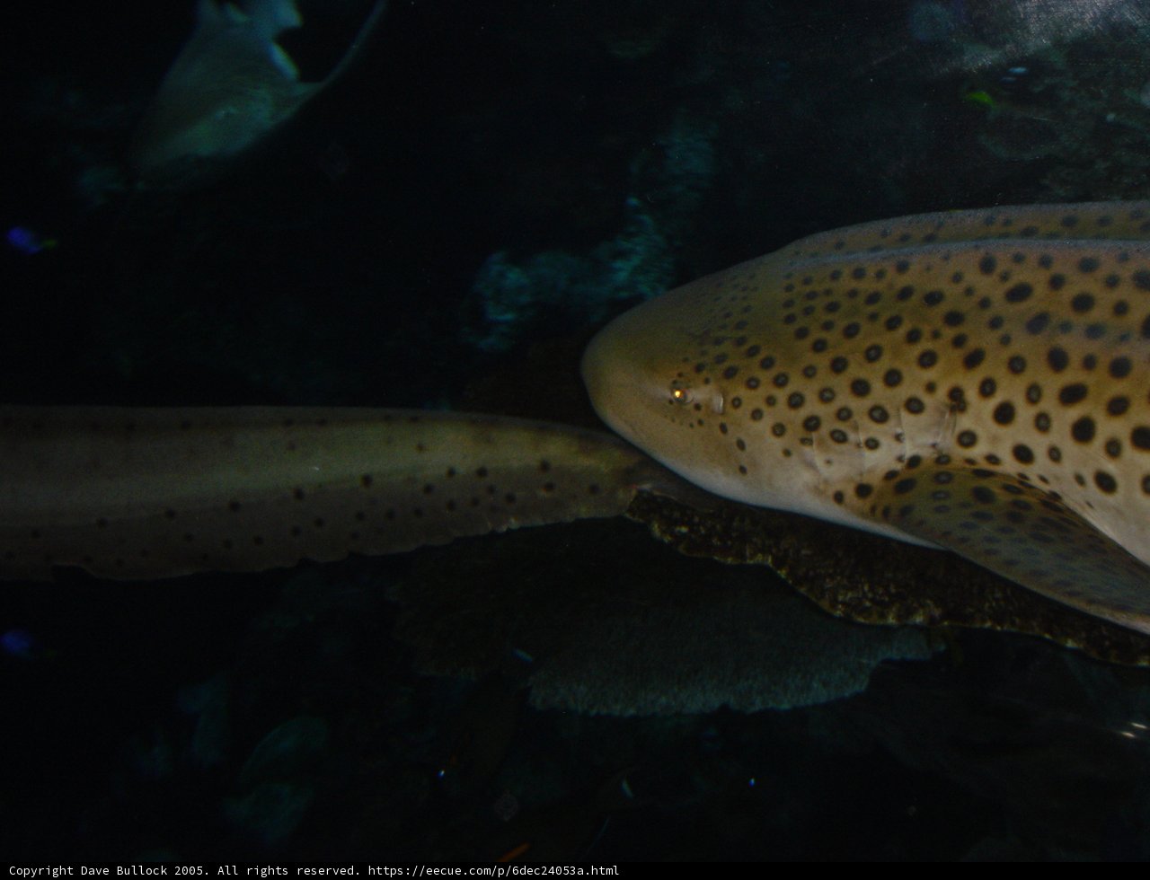 Spotted Aquatic Wonder