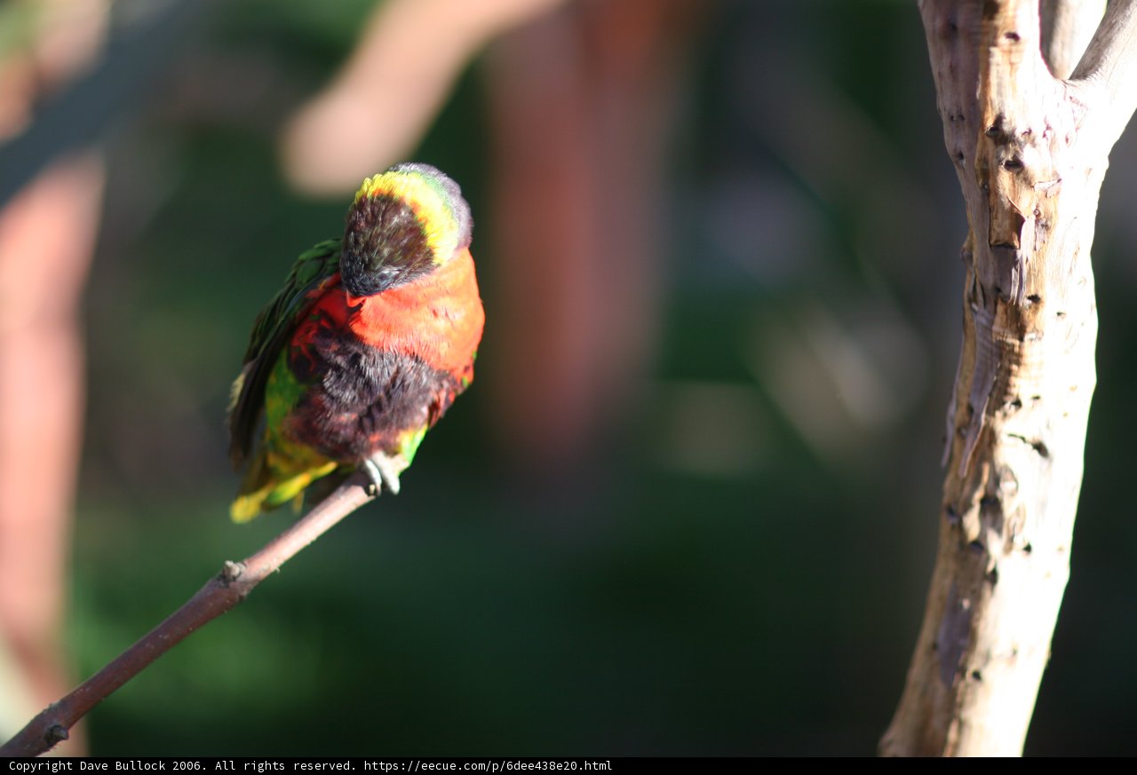 Vibrant Perch