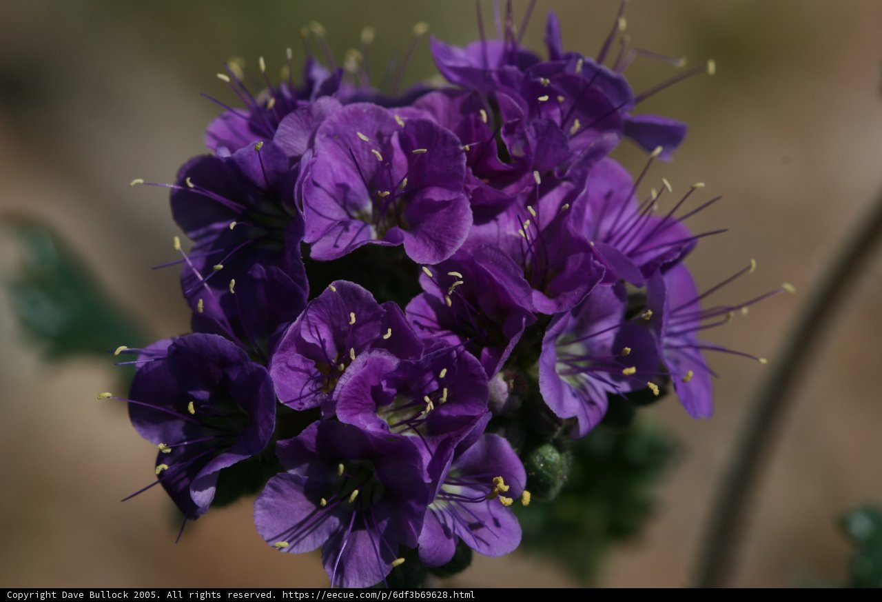Vibrant Geranium Blossoms