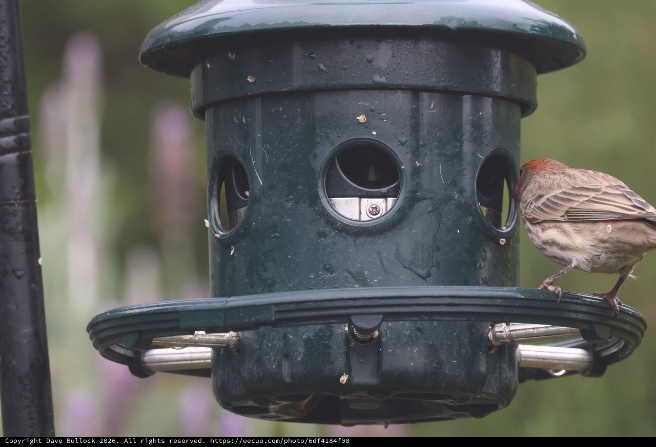 House Finch Perched on Garden Bird Feeder