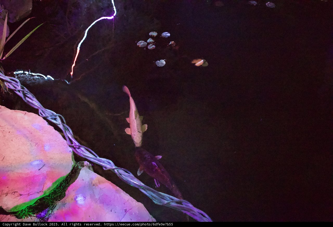 Nocturnal Mermaids: A Dance of Light and Water