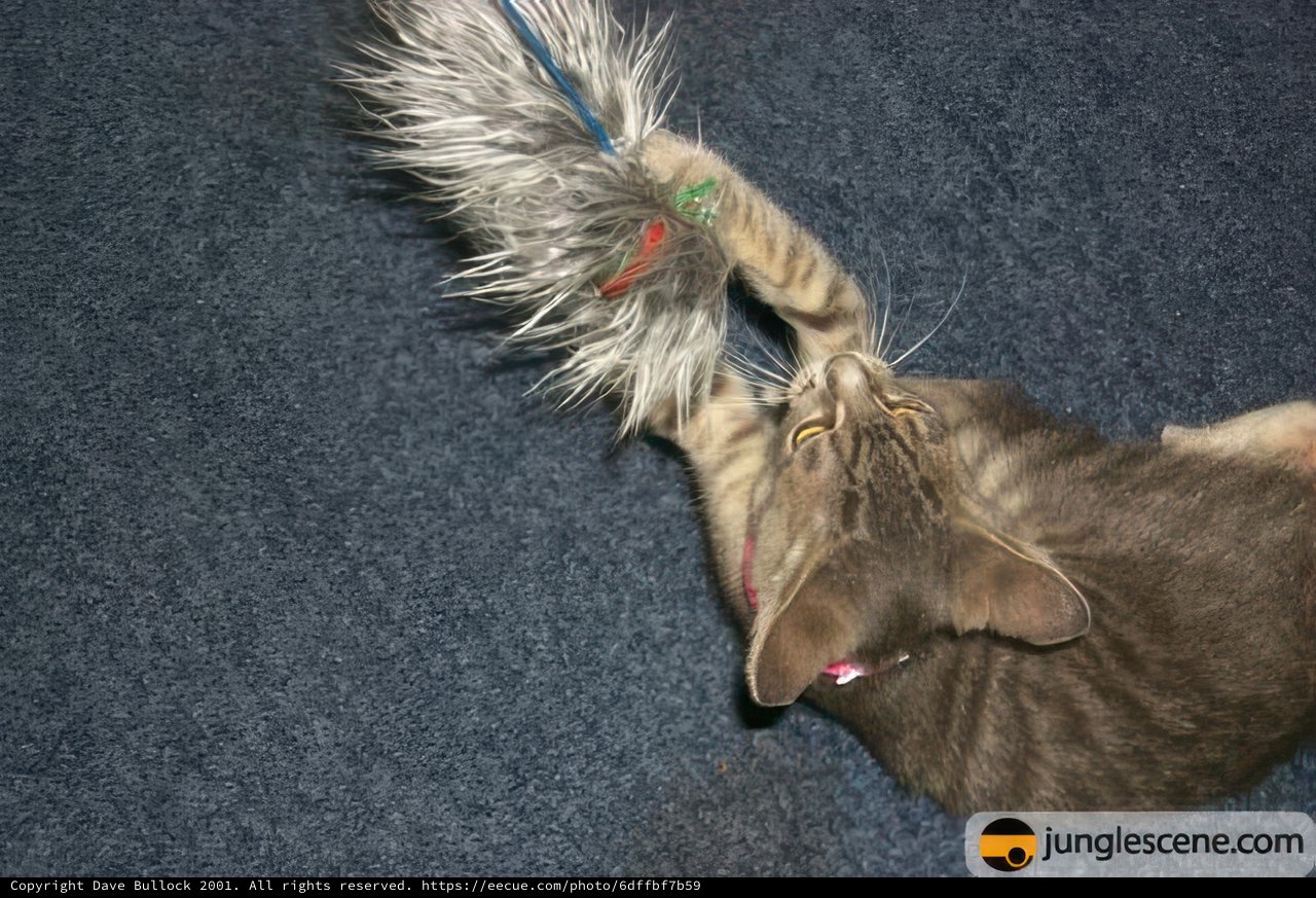 Feline Fun on the JungleScene Carpet
