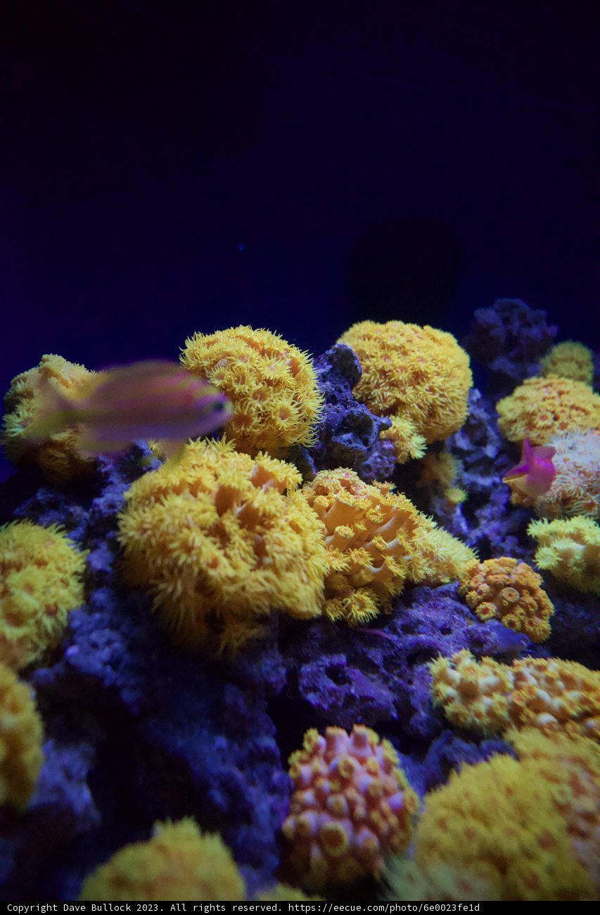 The Vibrant Dance of Aquatic Life