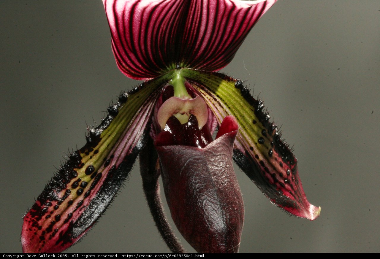 Delicate Orchid Blooms
