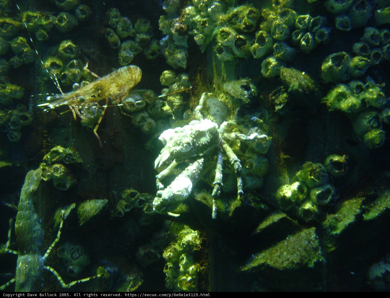 Underwater Delights