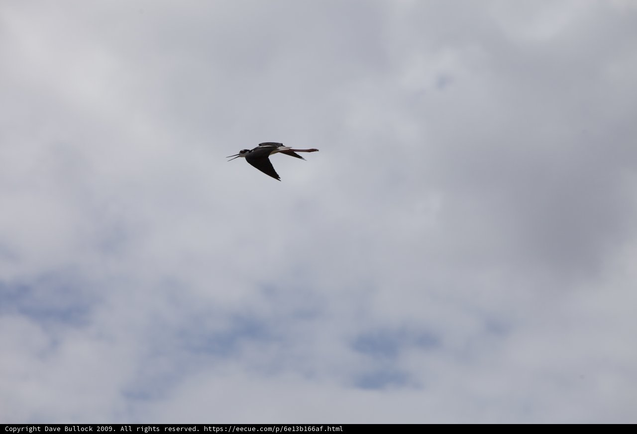 Red-beaked Bird in Flight