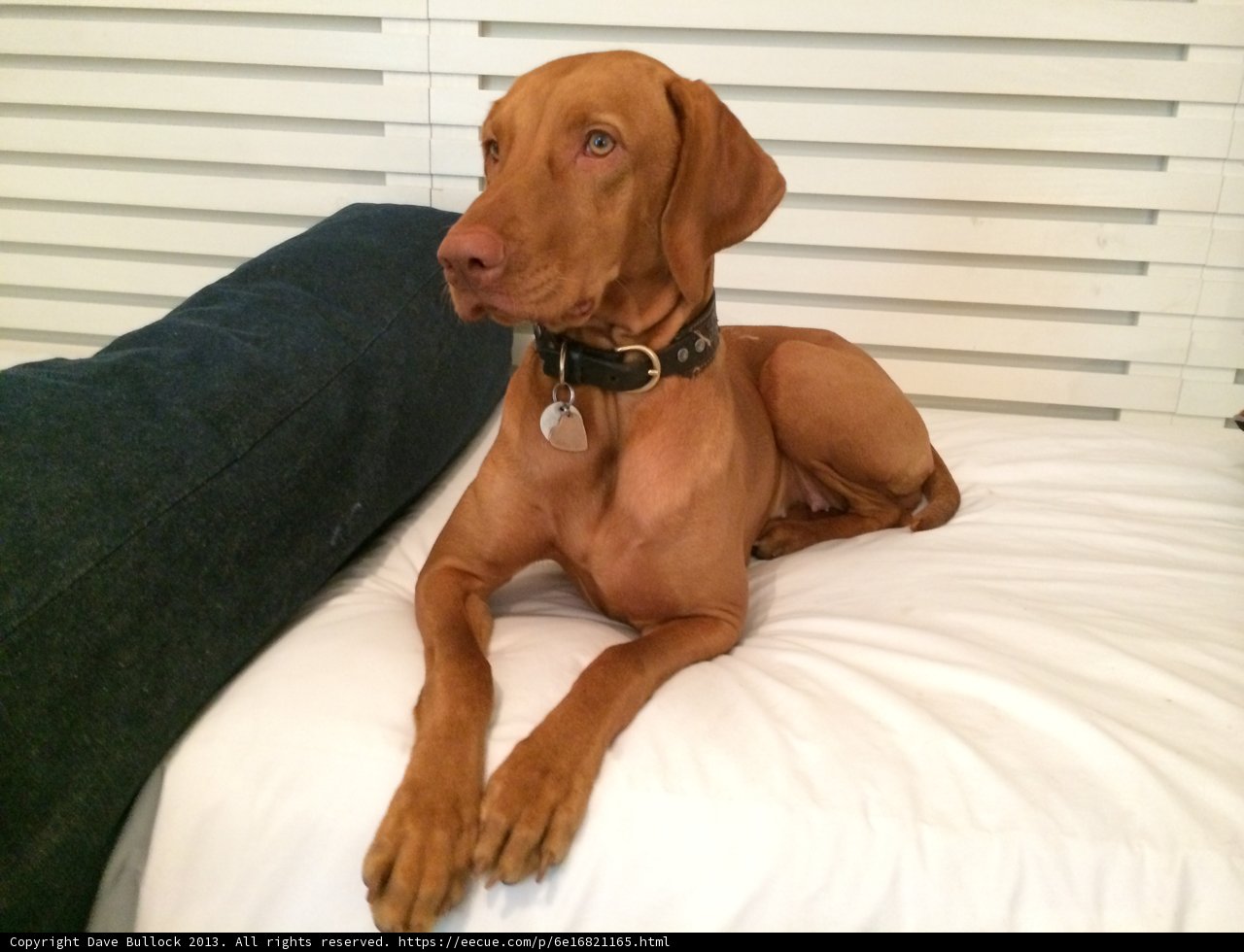 Furry Companion on the Bed