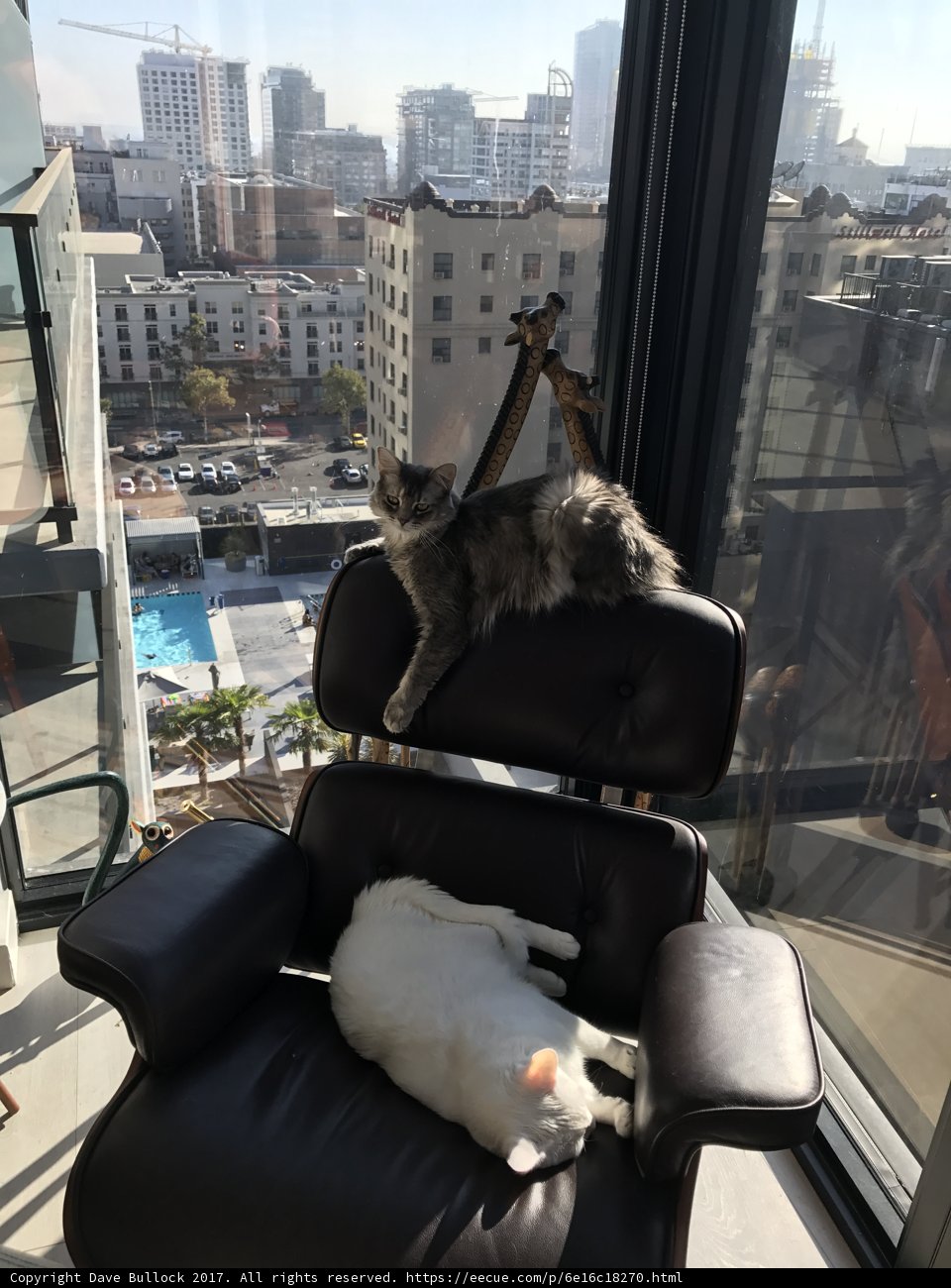 Feline Friends Enjoy City Views from Cozy Armchair