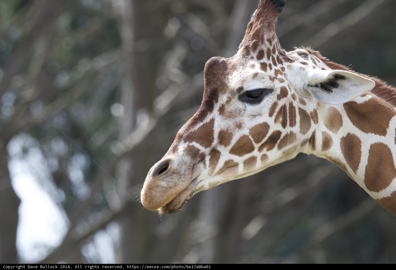 Majestic Giraffe at SF Zoo