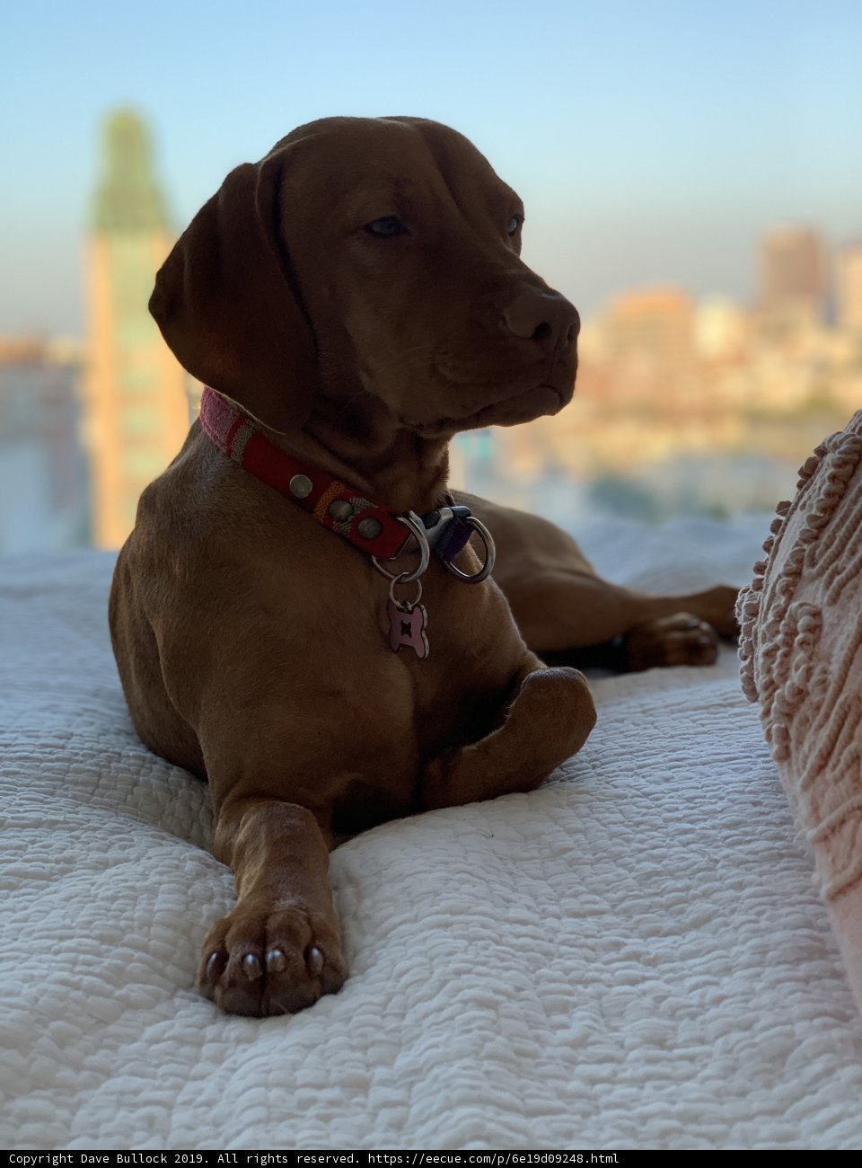 City Dog on a Bed
