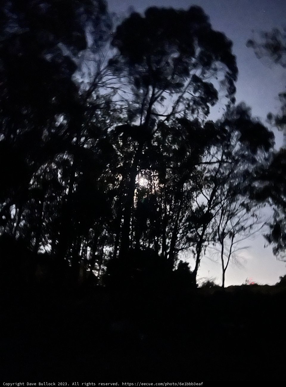 Night Canvas: A Backseat View
