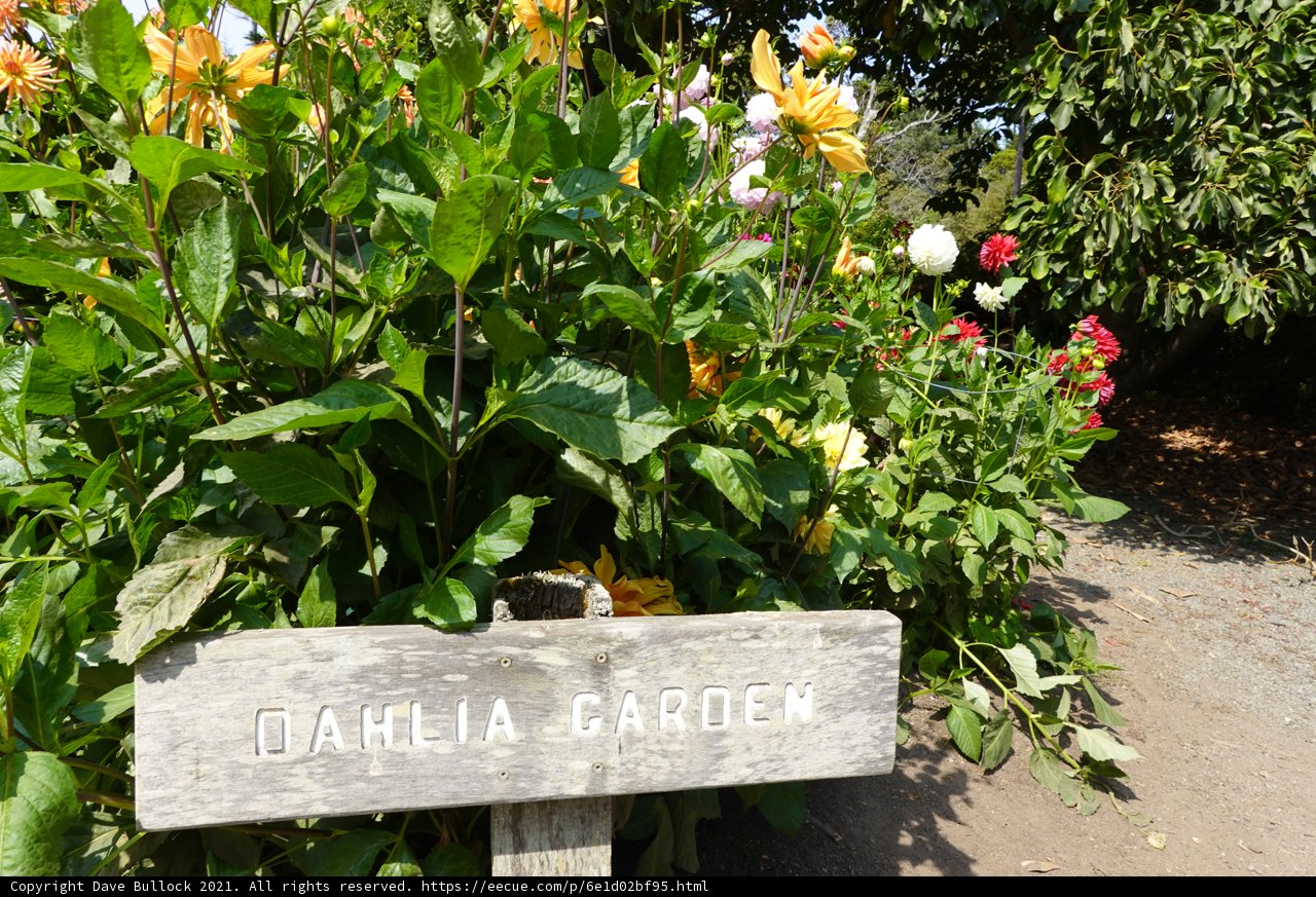 Welcome to the Dahlia Garden