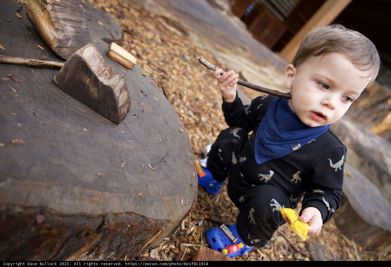 The Young Woodsman: Wesley's Exploration